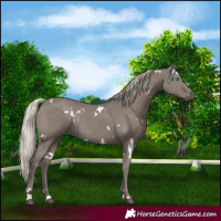 Horse Color:White Spotted Silver Grullo Rabicano 