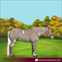 Horse Color:White Spotted Silver Grullo Rabicano