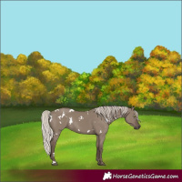 Horse Color:White Spotted Silver Grullo Rabicano