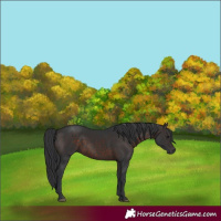 Horse Color:Brown 