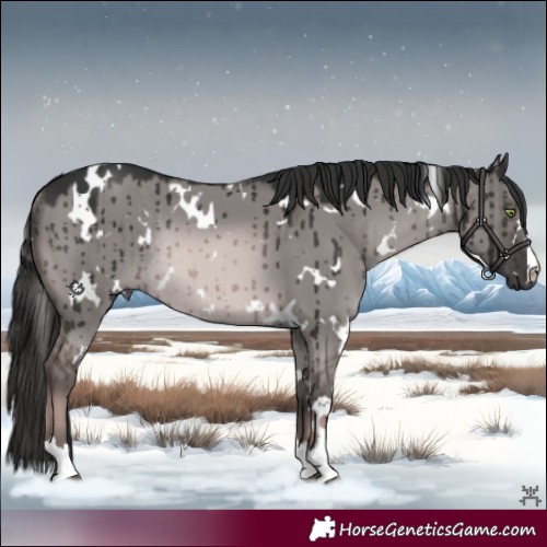 Horse Color:Platinum White Spotted Red Dun Rabicano Brindle 
