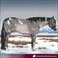 Horse Color:Platinum White Spotted Red Dun Rabicano Brindle 