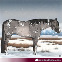 Horse Color:Platinum White Spotted Red Dun Rabicano Brindle