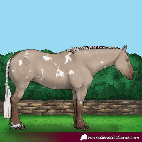 Horse Color:White Spotted Silver Grullo Rabicano 