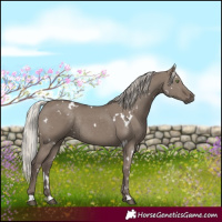 Horse Color:White Spotted Silver Grullo Rabicano 