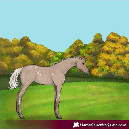 Horse Color:Unknown 
