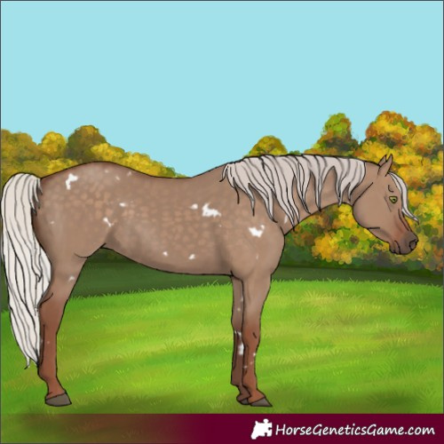 Horse Color:White Spotted Silver Grullo Rabicano