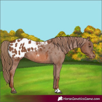 Horse Color:Chestnut Appaloosa 