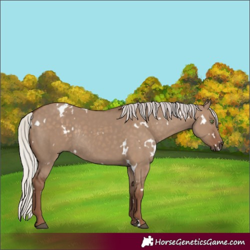 Horse Color:White Spotted Silver Grullo Rabicano 