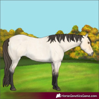 Horse Color:Buckskin Roan Dun 