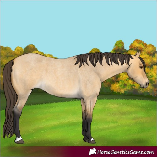 Horse Color:Buckskin Roan Dun 