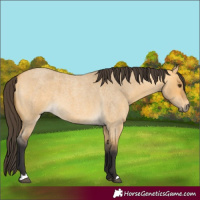 Horse Color:Buckskin Roan Dun 