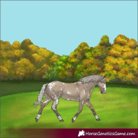 Horse Color:White Spotted Silver Grullo Rabicano 