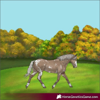 Horse Color:White Spotted Silver Grullo Rabicano 