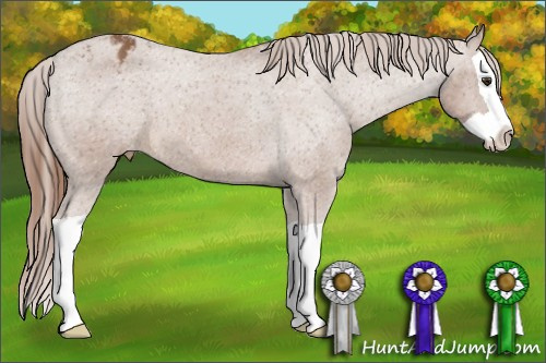 Horse Color:Chestnut Splash Appaloosa 