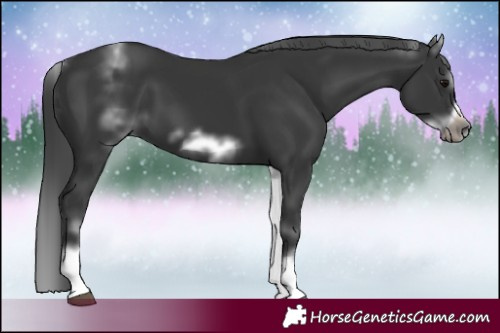Horse Color:White Spotted Black Sabino Frame 