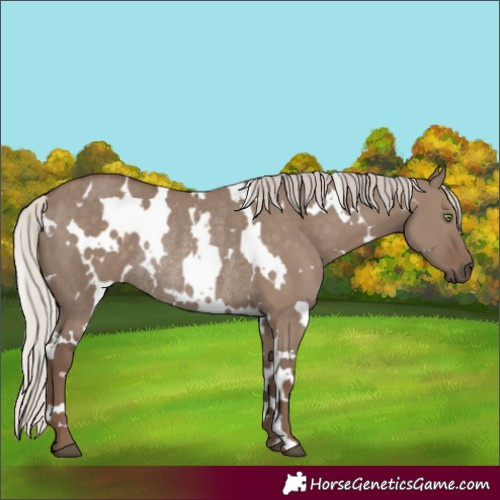 Horse Color:White Spotted Silver Grullo Rabicano