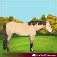 Horse Color:Buckskin 