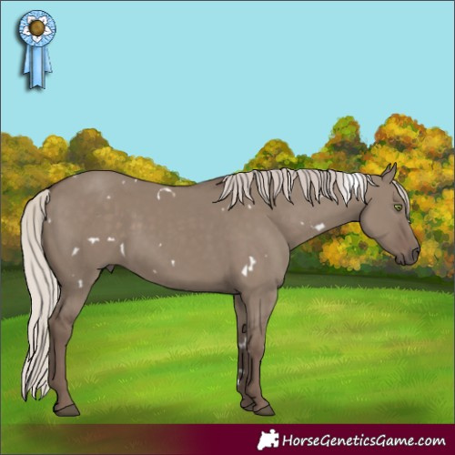 Horse Color:White Spotted Silver Grullo Rabicano