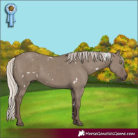 Horse Color:White Spotted Silver Grullo Rabicano 