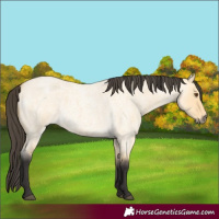Horse Color:Buckskin Roan Dun