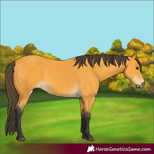 Horse Color:Buckskin 