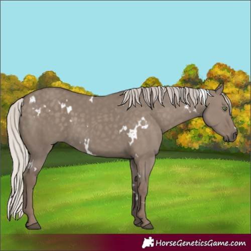 Horse Color:White Spotted Silver Grullo Rabicano 