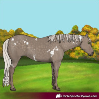 Horse Color:White Spotted Silver Grullo Rabicano 
