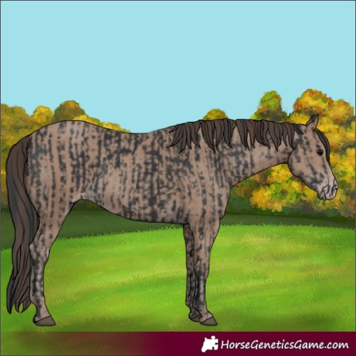 Horse Color:Black  and Classic Champagne 