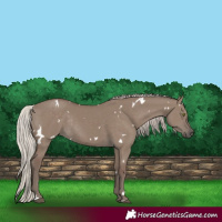 Horse Color:White Spotted Silver Grullo Rabicano 