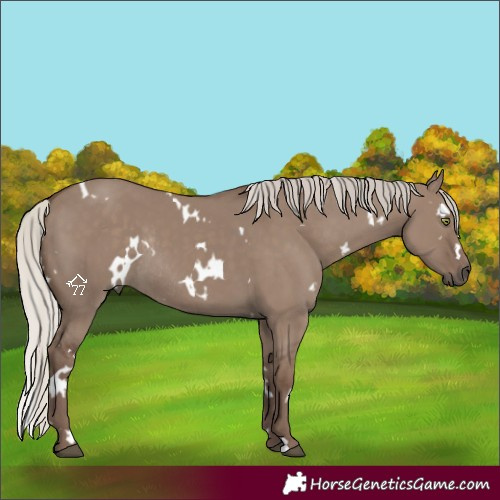 Horse Color:White Spotted Silver Grullo Rabicano 