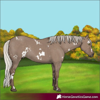 Horse Color:White Spotted Silver Grullo Rabicano 