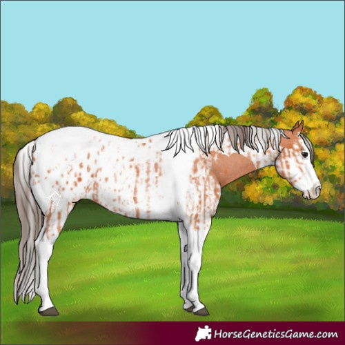 Horse Color:Bay Splash Tobiano Appaloosa  and Bay Splash Tobiano Appaloosa 
