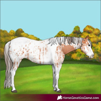 Horse Color:Bay Splash Tobiano Appaloosa and Bay Splash Tobiano Appaloosa