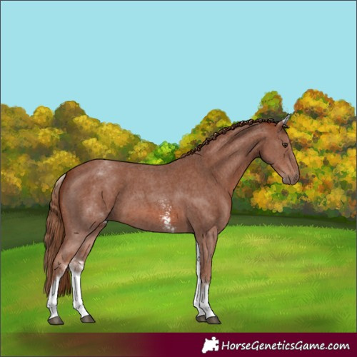 Horse Color:White Spotted Chestnut Sabino 