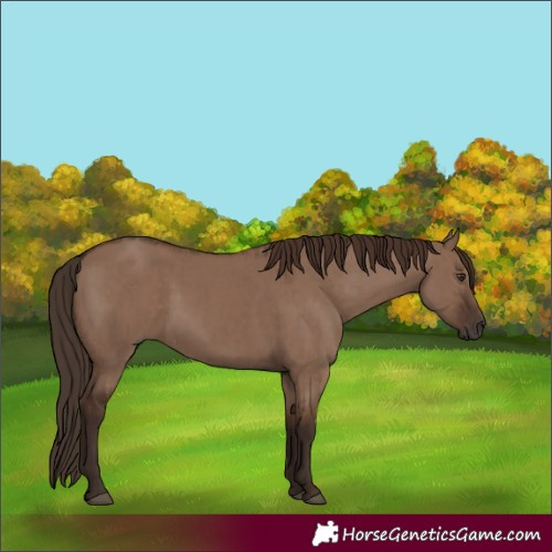 Horse Color:Liver Red Dun and Liver Red Dun