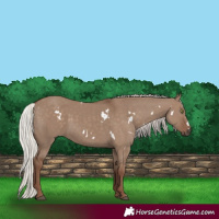 Horse Color:White Spotted Silver Grullo Rabicano 