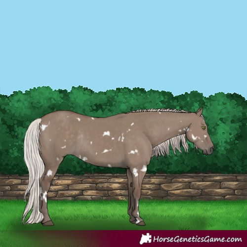 Horse Color:White Spotted Silver Grullo Rabicano