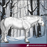 Horse Color:Blue Onyx Chinchilla Roan Appaloosa