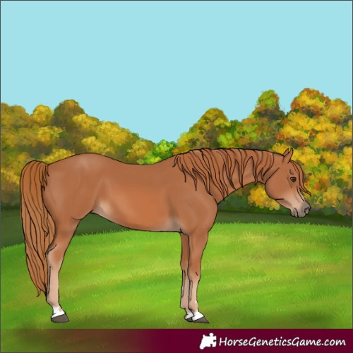 Horse Color:Chestnut 