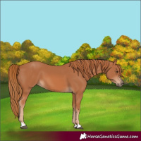 Horse Color:Chestnut 