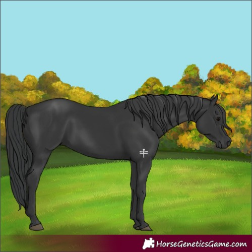 Horse Color:Black 