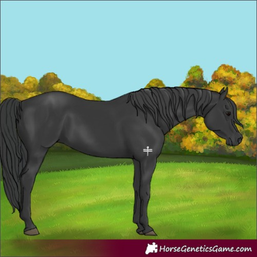 Horse Color:Black 