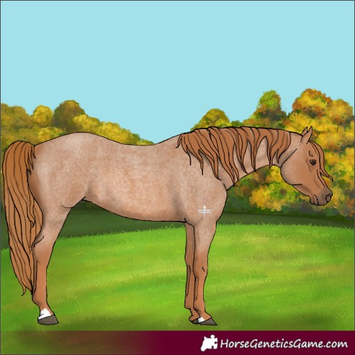 Horse Color:Red Roan 