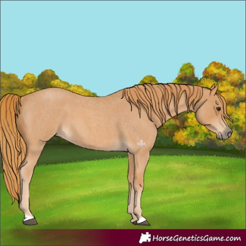 Horse Color:Red Roan 