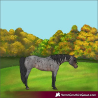 Horse Color:Brown Roan