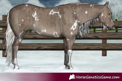 Horse Color:White Spotted Silver Grullo Tobiano Rabicano Brindle 