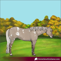 Horse Color:White Spotted Silver Grullo Rabicano