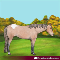 Horse Color:Bay Appaloosa 