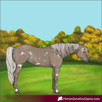 Horse Color:White Spotted Silver Grullo Rabicano
